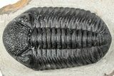 Prone Pedinopariops Trilobite - Mrakib, Morocco #287673-1